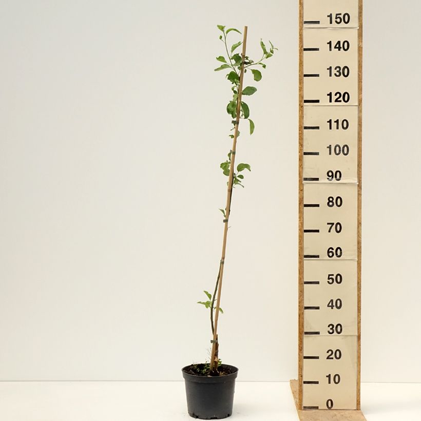 Exemplar von Apfelbaum Ananas Berżenicki - Malus domestica Topf mit 4L/5L, Gobelet-Form wie im Frühjahr geliefert