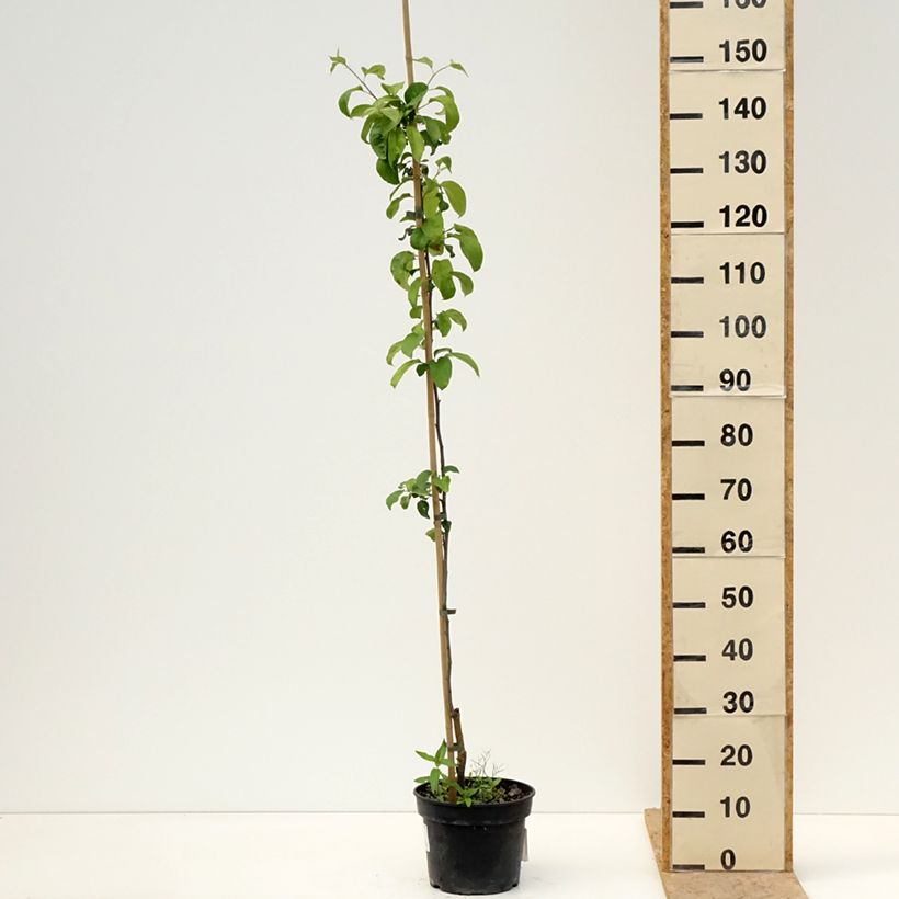 Exemplar von Apfelbaum Antonówka Półtorapoundowa - Malus domestica Topf mit 4L/5L, Gobelet-Form wie im Frühjahr geliefert