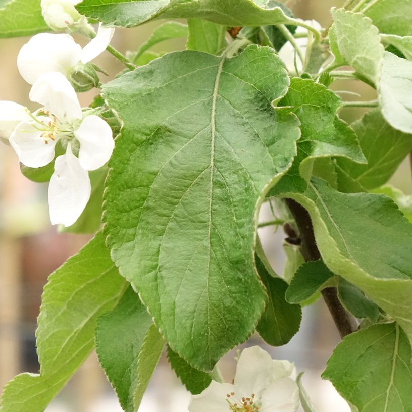Apfelbaum Antonówka Zwykła - Malus domestica (Laub)