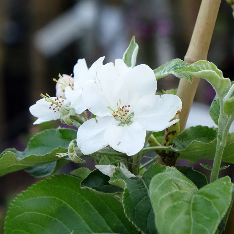Apfelbaum Antonówka Zwykła - Malus domestica (Blüte)
