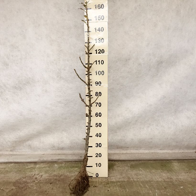 Exemplar von Säulenapfel Azay-Le-Rideau - Malus domestica Wurzelnackt, Säulenförmig wie im Herbst geliefert