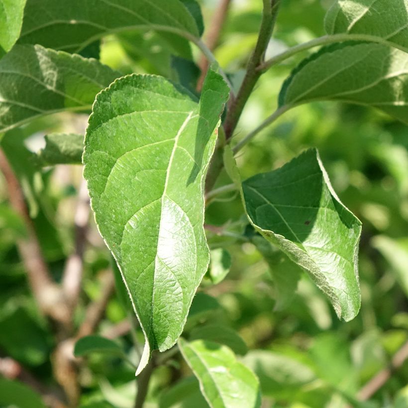 Apfelbaum Belchard ou Chantecler - Malus domestica (Laub)