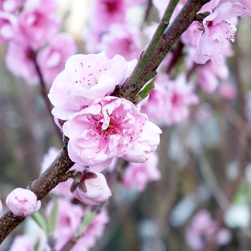 Apfelbaum Belle de Boskoop - Malus domestica (Blüte)