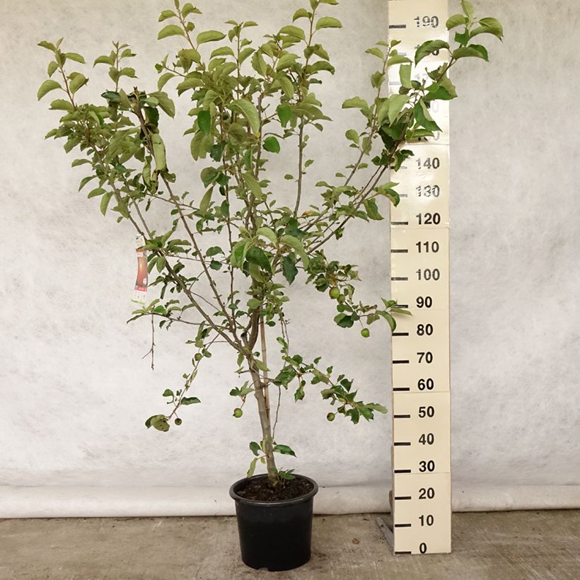 Exemplar von Apfelbaum Belle de Boskoop - Malus domestica Topf mit 7,5L/10L, Gobelet-Form wie im Sommer geliefert