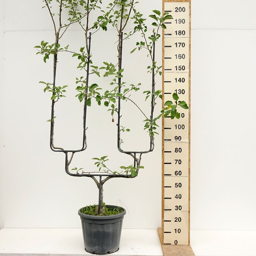 Exemplar von Apfelbaum Belle de Boskoop - Malus domestica Topf mit 12L/15L, Spalierobst doppelte U-Form wie im Frühjahr geliefert