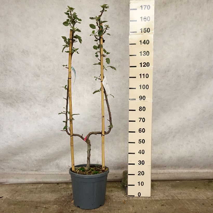 Exemplar von Apfelbaum Belle de Boskoop - Malus domestica Topf mit 12L/15L, Spalierobst einfach U-Form wie im Herbst geliefert