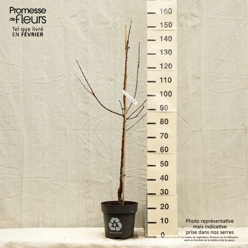 Exemplar von Apfelbaum Blush rosette - Malus domestica Topf mit 7,5L/10L, Gobelet-Form wie im Winter geliefert
