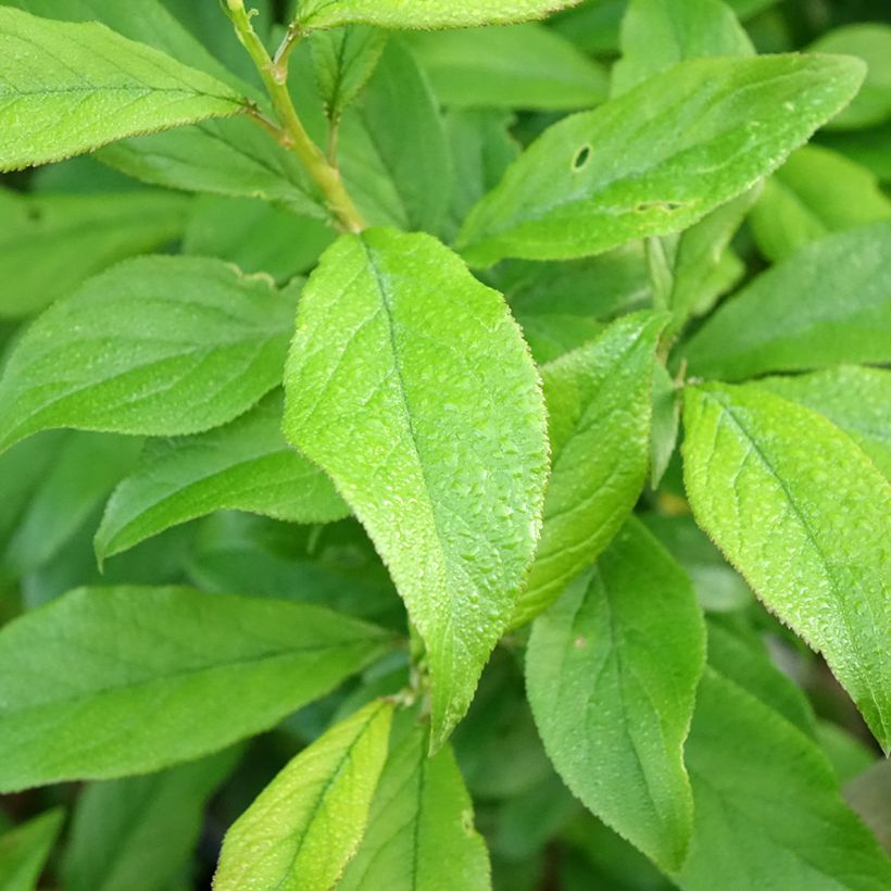 Apfelbaum Choupette - Malus domestica (Laub)