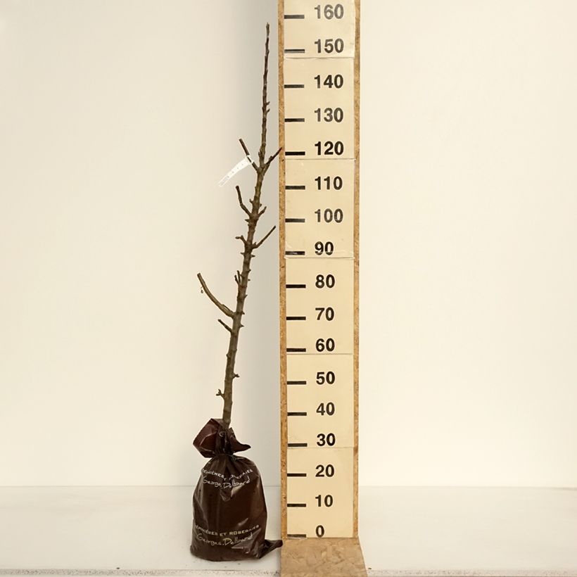 Exemplar von Säulenapfel Azay-Le-Rideau - Malus domestica Plug "Fertig-zum-Pflanzen", SäulenförmigGelieferte Höhe ca. 90/100cm wie im Frühjahr geliefert