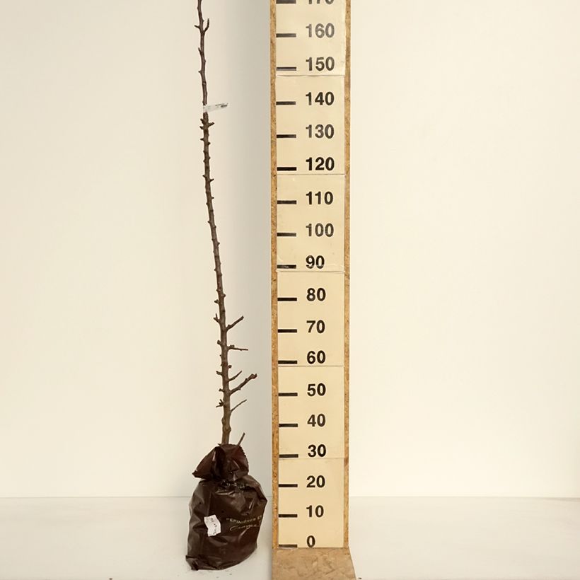 Exemplar von Säulenapfel Chenonceau delcoga - Malus domestica Plug "Fertig-zum-Pflanzen", SäulenförmigGelieferte Höhe ca. 100/+cm wie im Frühjahr geliefert