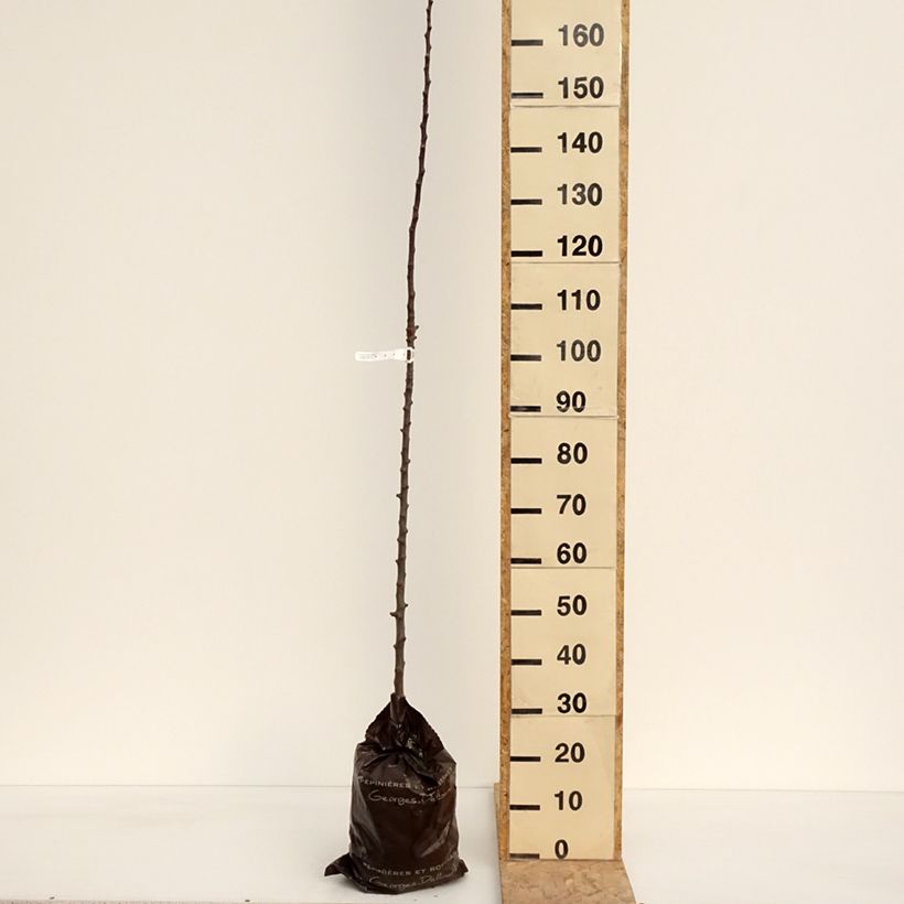 Exemplar von Säulenapfel Courson delfloden - Malus domestica Plug "Fertig-zum-Pflanzen", SäulenförmigGelieferte Höhe ca. 150/+cm wie im Frühjahr geliefert