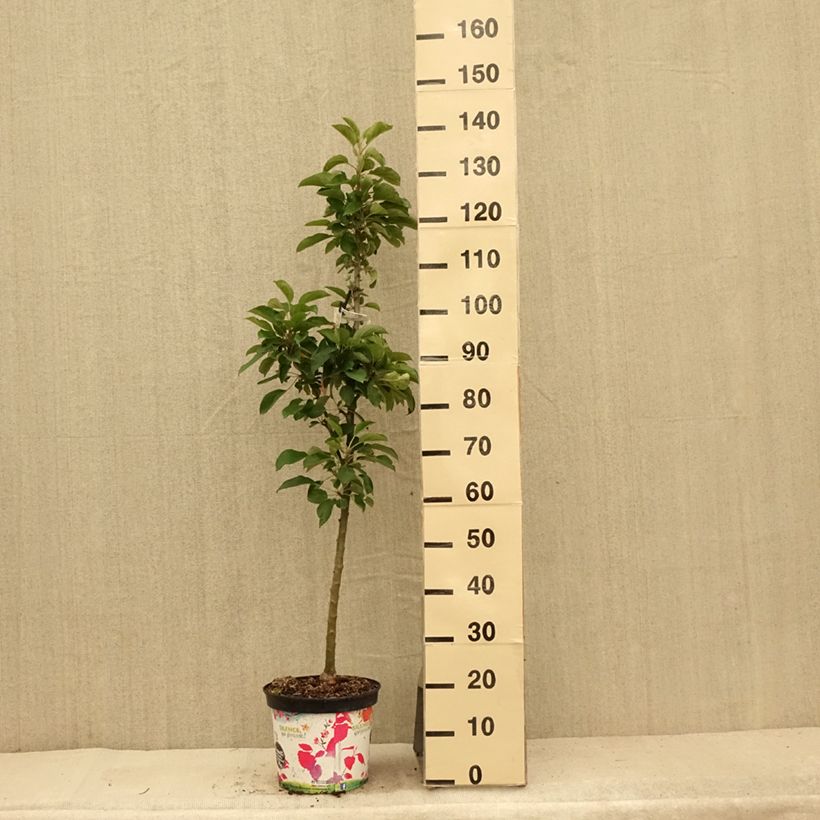 Exemplar von Säulenapfel Rhapsodiecov - Malus domestica Topf mit 6L/7L, Säulenförmig wie im Sommer geliefert