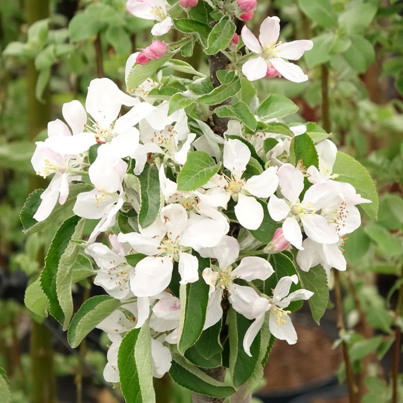 Säulenapfel Ballerina Bolero - Malus domestica (Blüte)
