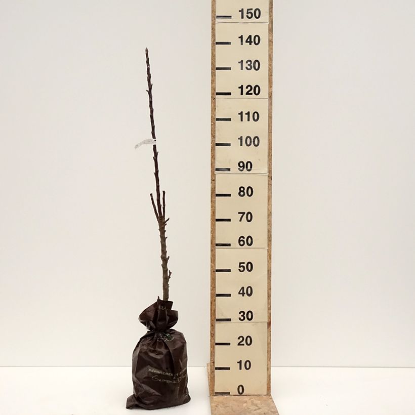 Exemplar von Säulenapfel Villandry Delcoti - Malus domestica Plug "Fertig-zum-Pflanzen", SäulenförmigGelieferte Höhe ca. 110/130cm wie im Winter geliefert