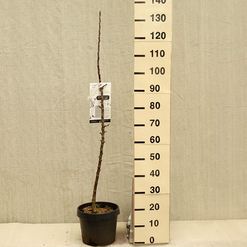 Exemplar von Säulenapfel Villandry Delcoti - Malus domestica Topf mit 7,5L/10L, SäulenförmigGelieferte Höhe ca. 70/100cm wie im Frühjahr geliefert