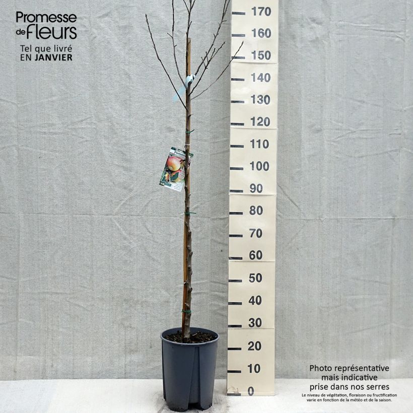 Exemplar von Apfelbaum Cox Orange - Malus domestica Topf mit 7,5L/10L, Halbstamm wie im Herbst geliefert