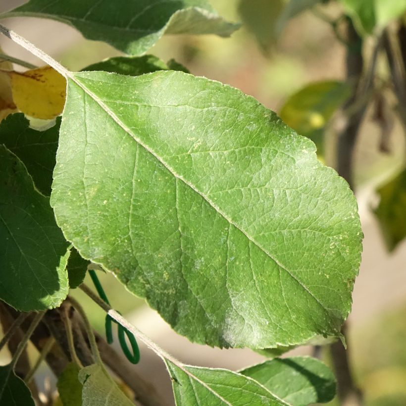 Apfelbaum Cybèle - Malus domestica (Laub)