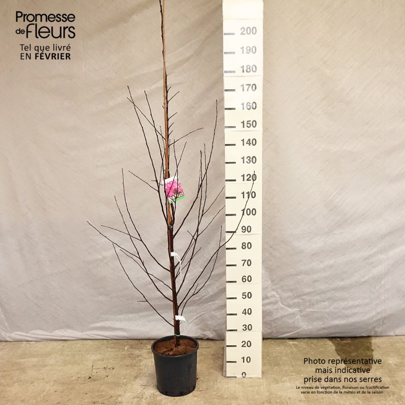 Exemplar von Zierapfel Coccinella Courtarou - Malus Topf mit 12L/15LGelieferte Höhe ca. 100/+cm wie im Winter geliefert