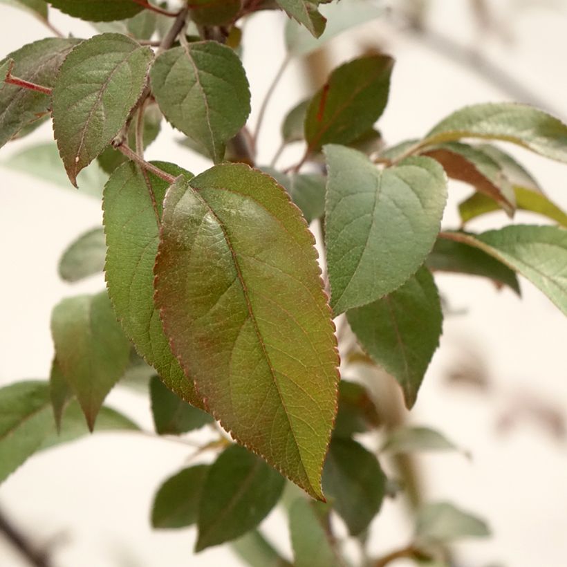 Zierapfel Coccinella Courtarou - Malus (Laub)