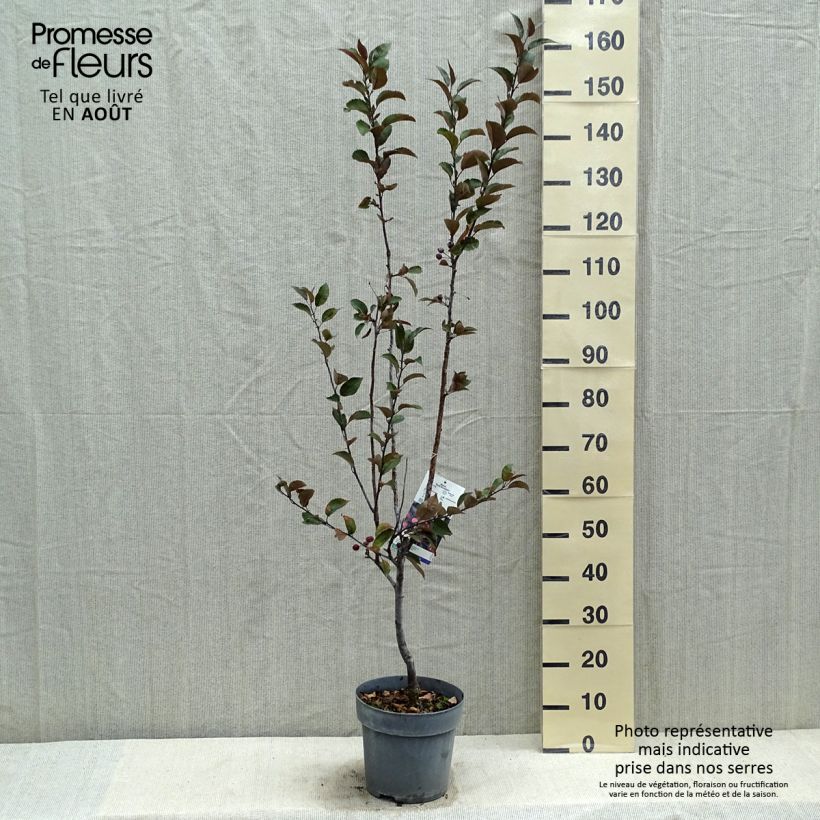 Exemplar von Zierapfel Dark Rosaleen - Malus Topf mit 6L/7L wie im Sommer geliefert