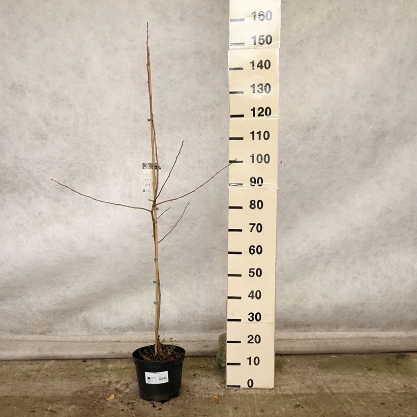 Exemplar von Zierapfel Pink Glow - Malus robusta Topf mit 4L/5L wie im Herbst geliefert