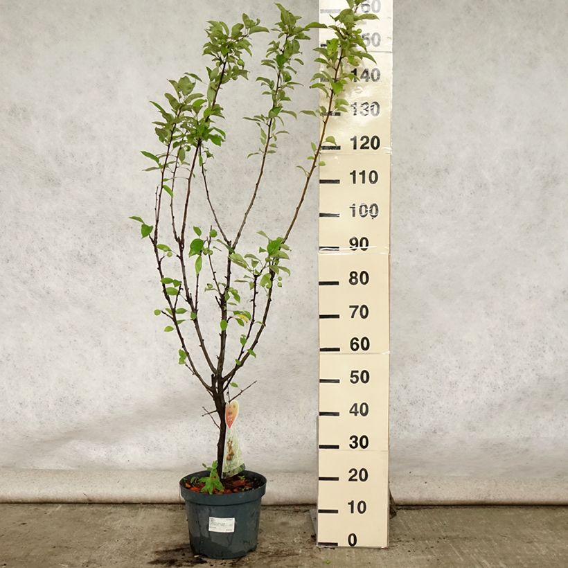 Exemplar von Zierapfel Golden Hornet - Malus Topf mit 7,5L/10L wie im Sommer geliefert