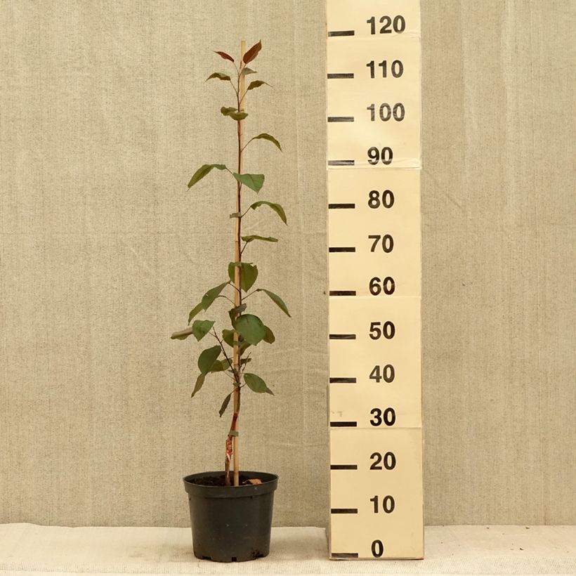 Exemplar von Zierapfel Hopa - Malus sieversii f. niedzwetzkyana × baccata Topf mit 4L/5LGelieferte Höhe ca. 120/140cm wie im Sommer geliefert