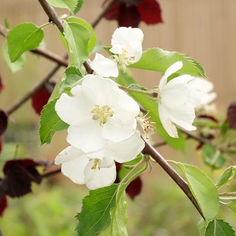 Zierapfel Hyvingiensis - Malus domestica (Blüte)