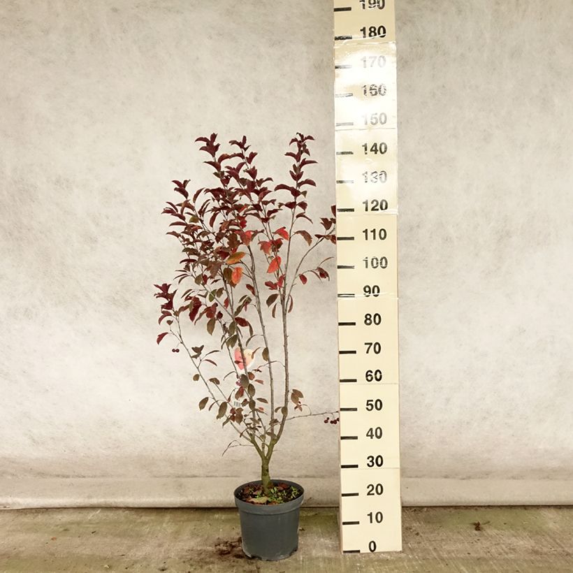 Exemplar von Zierapfel Liset - Malus Topf mit 7,5L/10L wie im Sommer geliefert