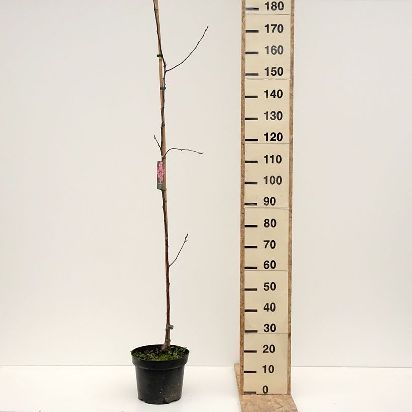 Exemplar von Malus (x) purpurea Ola - Pommier d'ornement, Pommier à fleurs, Pommetier Topf mit 7,5L/10L wie im Winter geliefert