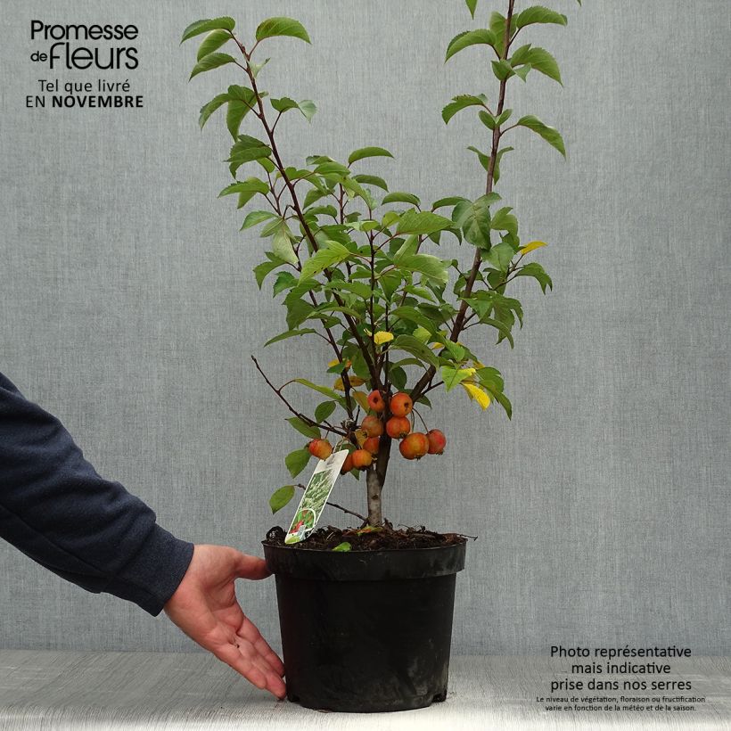 Exemplar von Zierapfel Evereste 'Perpetu' - Malus Topf mit 3L/4L wie im Herbst geliefert