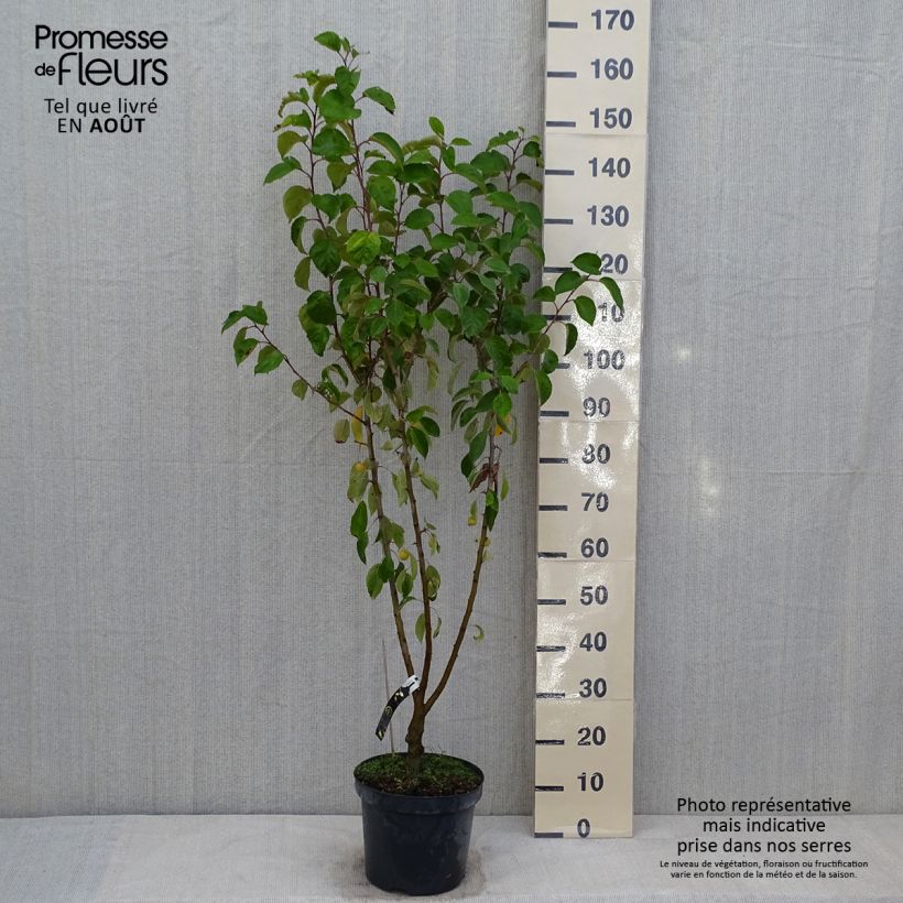 Exemplar von Zierapfel Evereste 'Perpetu' - Malus Topf mit 7,5L/10L wie im Sommer geliefert