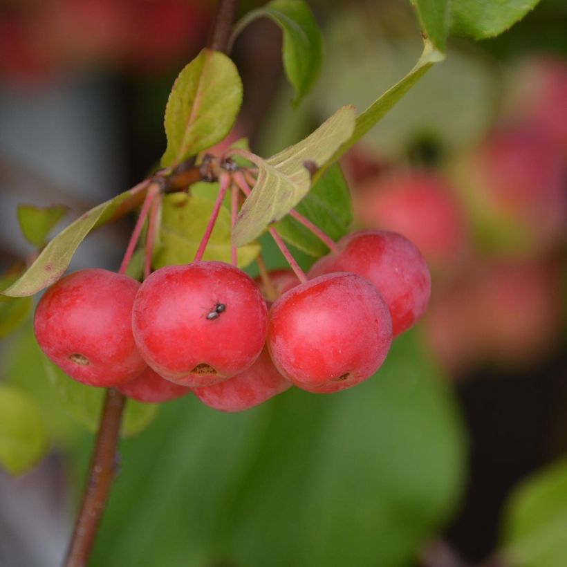 Beispiel eines Exemplars von Zierapfel Red Sentinel - Malus Topf mit 6L/7L wie geliefert