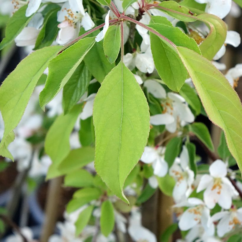 Zierapfel Sugar Tyme - Malus (Laub)