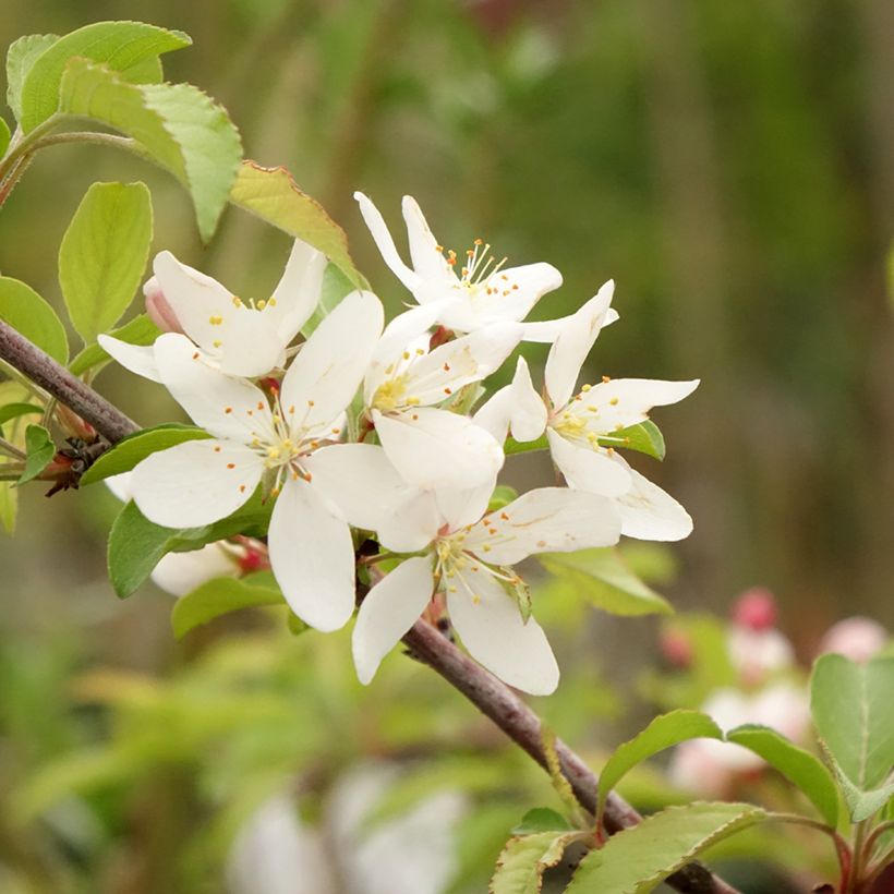 Zierapfel Brouwers Beauty - Malus toringo (Blüte)