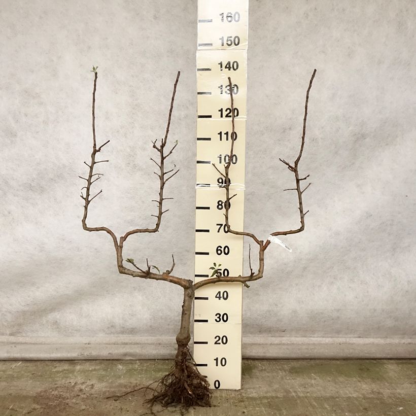 Exemplar von Apfelbaum Delbard Celeste deltana - Malus domestica Wurzelnackt, Spalierobst doppelte U-Form wie im Herbst geliefert