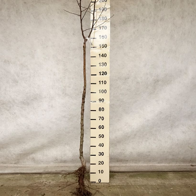 Exemplar von Apfelbaum Divine delcored - Malus domestica Wurzelnackt, Halbstamm wie im Herbst geliefert
