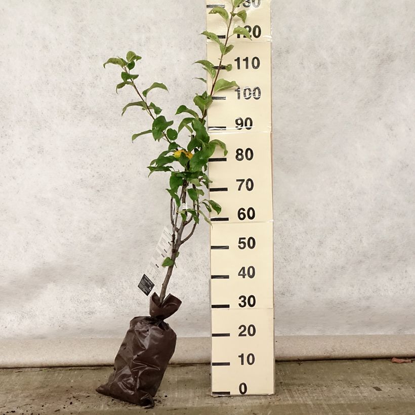 Exemplar von Apfelbaum Delbarestivale - Malus domestica Plug "Fertig-zum-Pflanzen", Gobelet-Form wie im Sommer geliefert