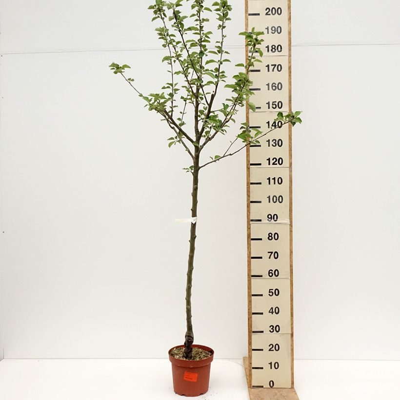Exemplar von Apfelbaum Double Belle Fleur - Malus domestica Topf mit 7,5L/10L, Halbstamm wie im Frühjahr geliefert