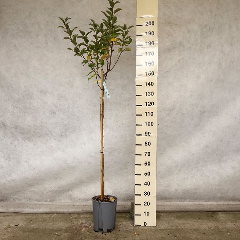 Exemplar von Apfelbaum Elstar - Malus domestica Topf mit 7,5L/10L, Halbstamm wie im Herbst geliefert