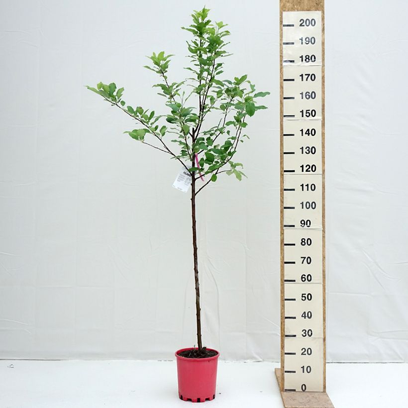 Exemplar von Apfelbaum Fuji - Malus domestica Topf mit 7,5L/10L, Halbstamm wie im Frühjahr geliefert