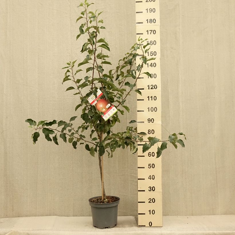 Exemplar von Apfelbaum Fuji - Malus domestica Topf mit 7,5L/10L, Gobelet-Form wie im Sommer geliefert