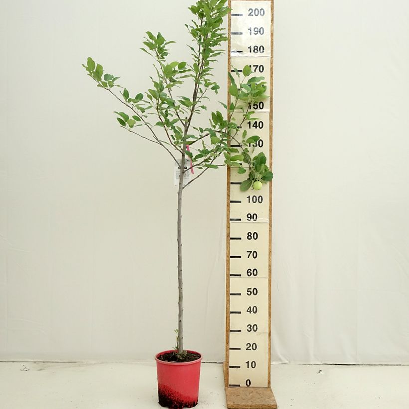 Exemplar von Apfelbaum Fuji - Malus domestica Topf mit 7,5L/10L, Halbstamm wie im Sommer geliefert