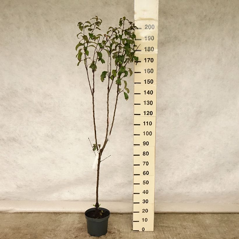 Exemplar von Apfelbaum Gloster - Malus domestica Topf mit 7,5L/10L, Gobelet-Form wie im Sommer geliefert
