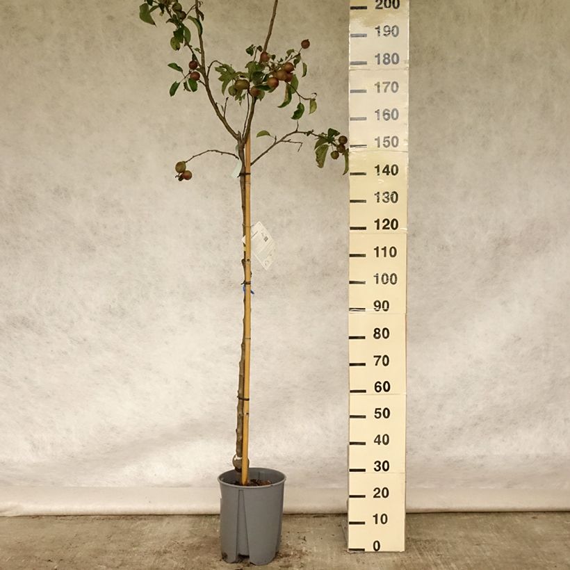 Exemplar von Apfelbaum Golden Delicious - Malus domestica Topf mit 7,5L/10L, Gobelet-Form wie im Sommer geliefert