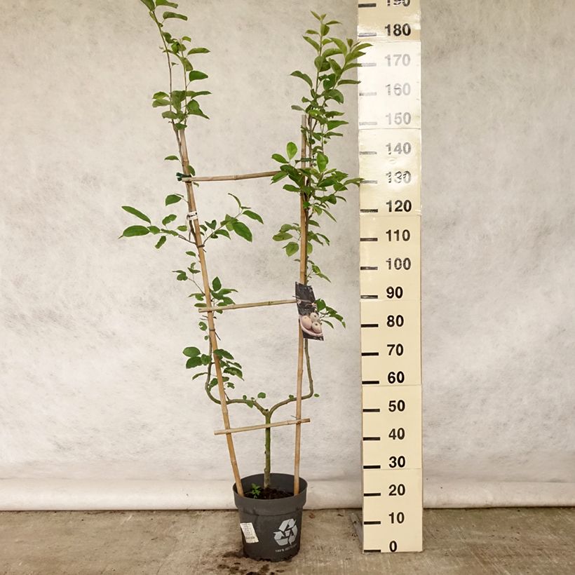 Exemplar von Apfelbaum Golden Delicious - Malus domestica Topf mit 7,5L/10L, Spalierobst einfach U-Form wie im Sommer geliefert