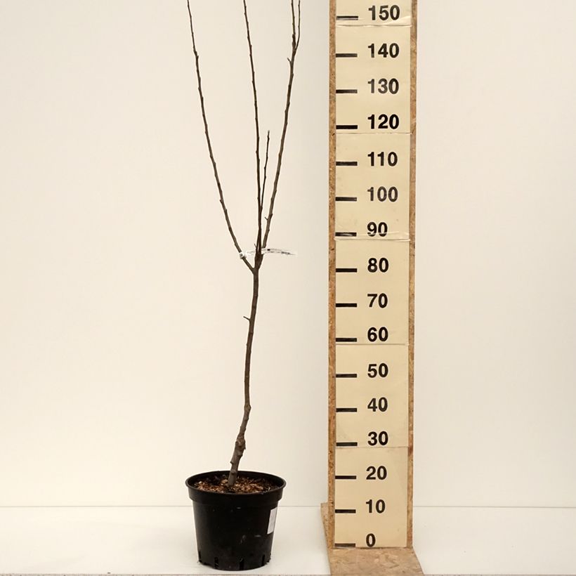 Exemplar von Apfelbaum Granny Smith - Malus domestica Topf mit 7,5L/10L, Gobelet-FormGelieferte Höhe ca. 140/160cm wie im Winter geliefert