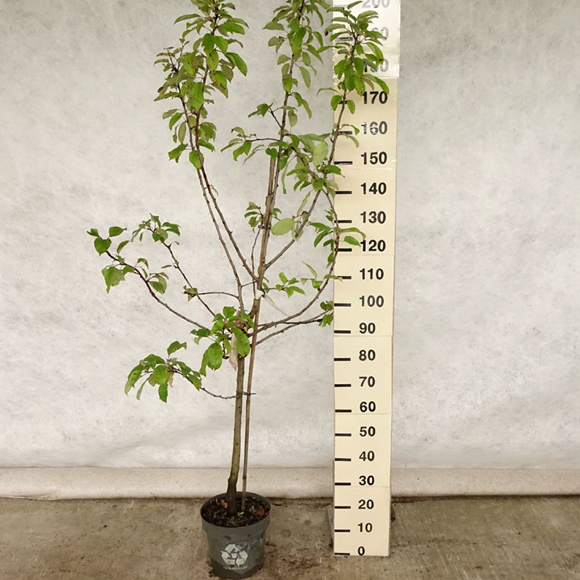 Exemplar von Apfelbaum Gravenstein - Malus domestica Topf mit 7,5L/10L, Gobelet-Form wie im Sommer geliefert