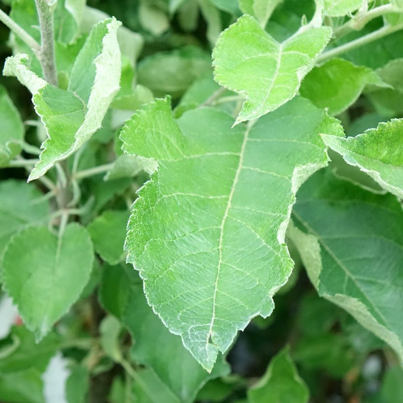 Apfelbaum Gravenstein - Malus domestica (Laub)