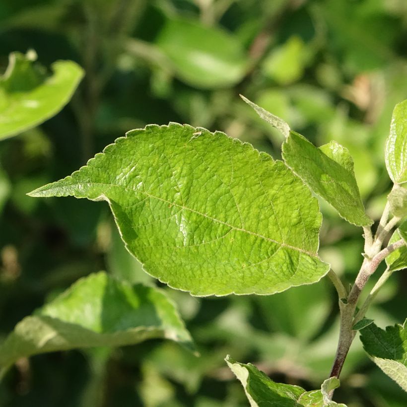 Apfelbaum Harmonie - Malus domestica (Laub)